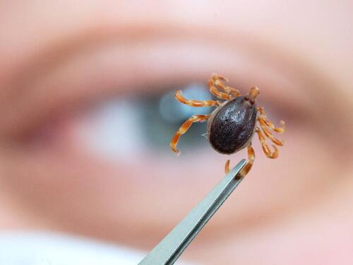 Kako se zaštititi i pravilno ukloniti krpelja