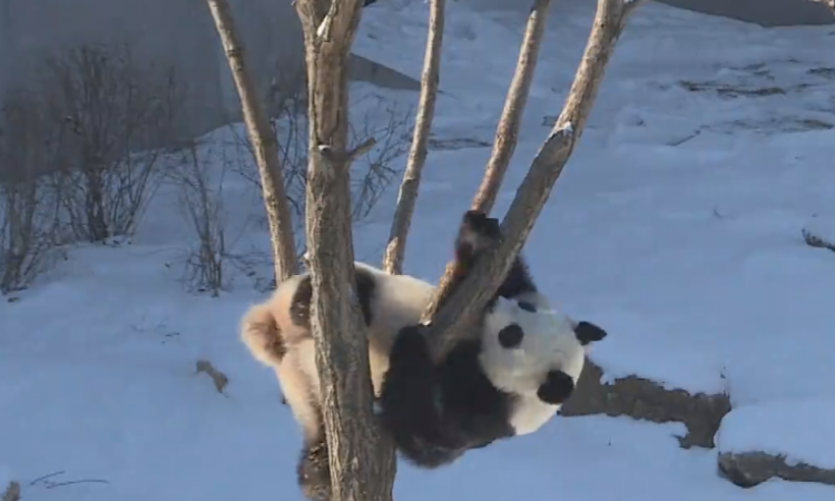 Kako su pande postali ambasadori Kine