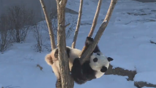 Kako su pande postali ambasadori Kine