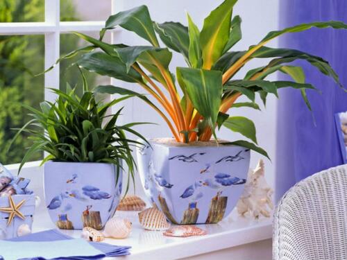 Kako vam kuhana voda od povrća može spasiti sobne biljke