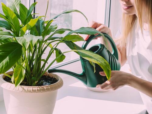 Kako vratiti u život biljke koje su počele venuti?