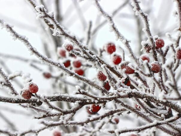 Kako zaštititi svoje biljke od mraza za samo nekoliko minuta