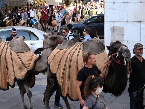 Kamile u Budimpešti za podizanje svijesti o suši u Mađarskoj