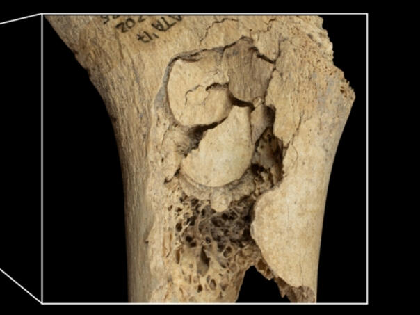 Kanibalistička gozba stara 5700 godina: U španskoj pećini jeli komšije