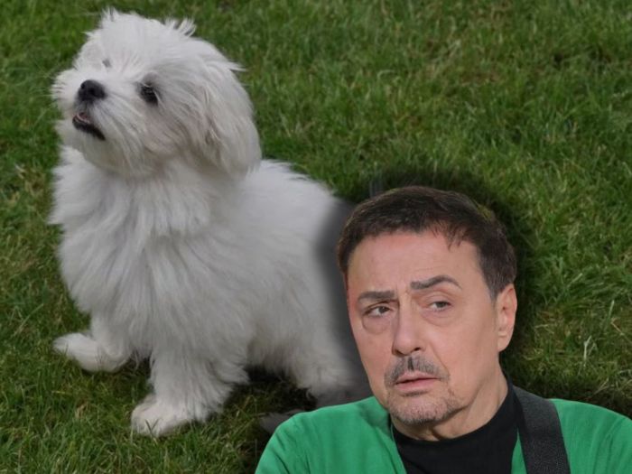 Keba doživio nezgodu: Ujeo ga maltezer prije snimanja Zvezdi Granda