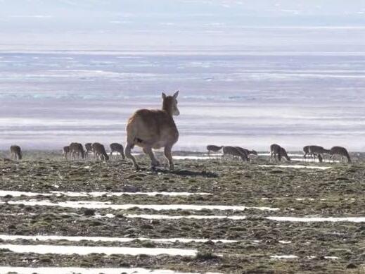 Kina u Tibetu rasporedila "robotske antilope" da nadgledaju "prava" stada