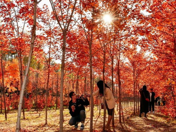 Kina zabilježila najtopliju jesen otkako se mjere temperature zraka