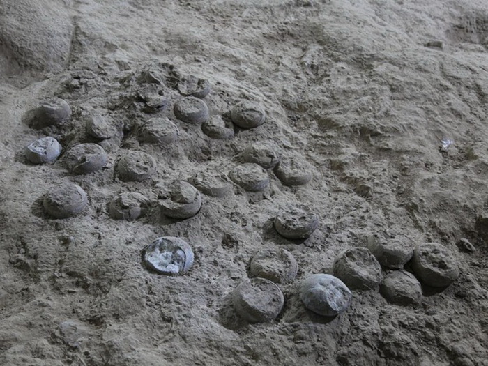 Kineski naučnici razvili nanopremaz za zaštitu fosila jaja dinosaura