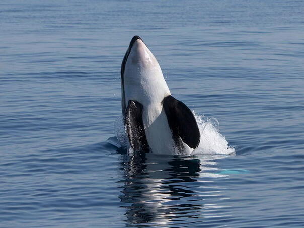 Kitovi ubice napali brodove na poznatoj destinaciji: Izdato hitno upozorenje
