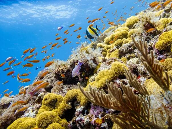 Klimatska bomba prijeti okeanima: Japan pokušava spasiti šarene grebene