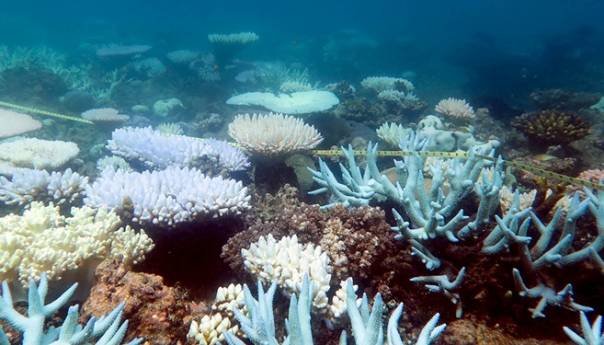 Klimatske promjene mogle bi do 2100. ubiti sve koraljne grebene