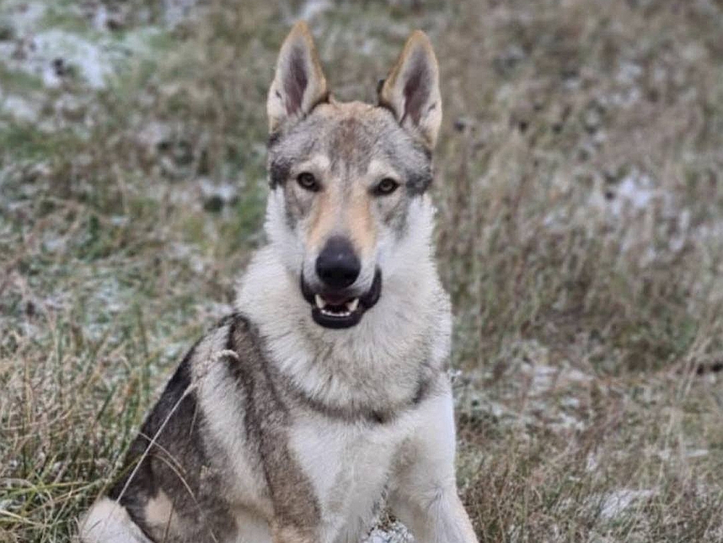 Ko pronađe ovog psa dobit će 10.000 eura, evo gdje je nestao