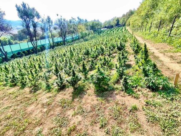 Kod Bihaća pronađena velika plantaža marihuane vrijedna tri miliona eura