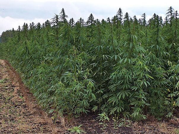 Kod Bosanskog Šamca pronađen zasad indijske konoplje
