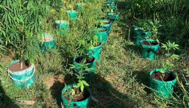 Kod Čapljine otkriven zasad indijske konoplje