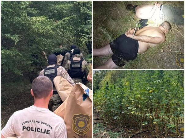 Kod Grabovice pronađena plantaža kanabisa, dvije osobe uhapšene