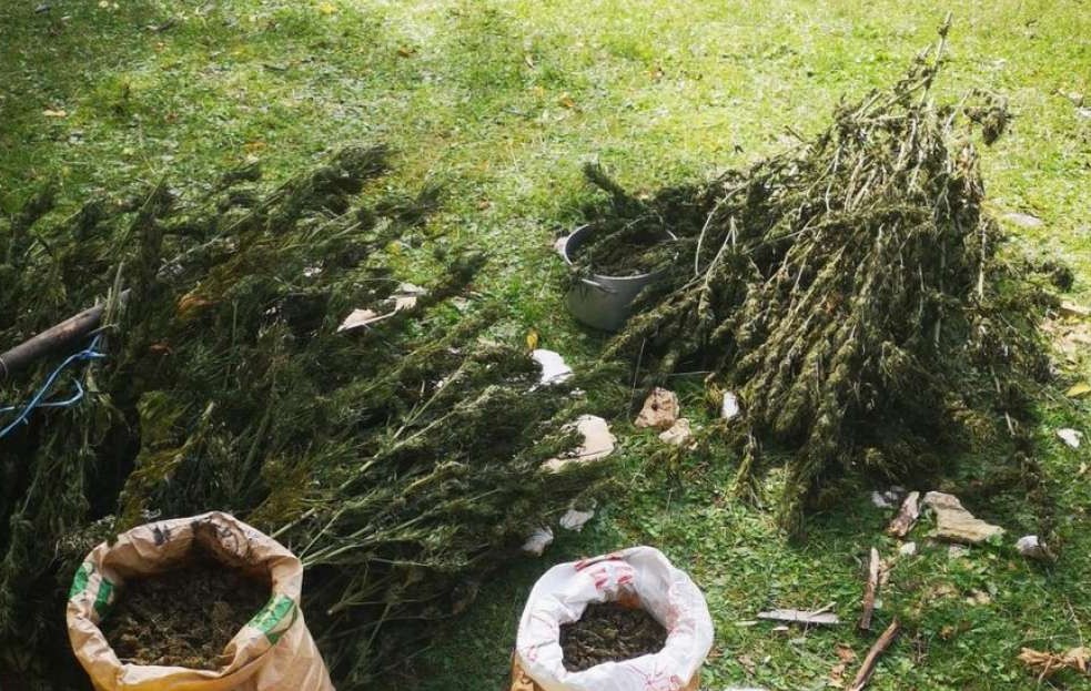 Kod Konjica pronađena plantaža indijske konoplje, uhapšene dvije osobe