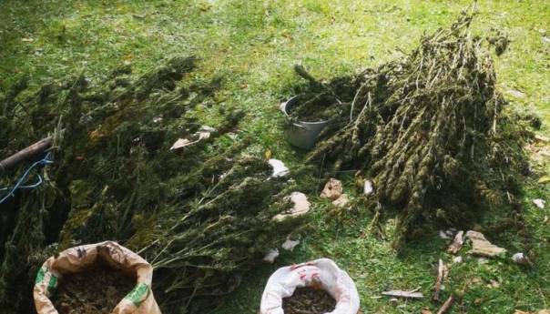 Kod Konjica pronađena plantaža indijske konoplje, uhapšene dvije osobe
