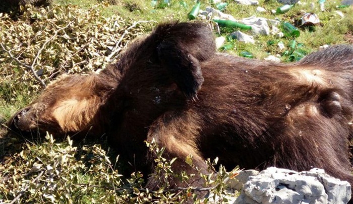 Kod Kotor Varoši pronađen leš medvjeda, uginuo prirodnim putem