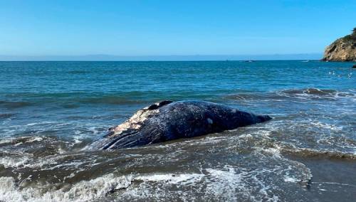 Kod San Franciska četiri mrtva siva kita za devet dana