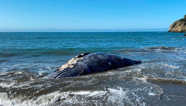 Kod San Franciska četiri mrtva siva kita za devet dana