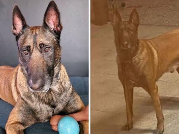 Kod Sarajeva nestao pas, vlasnica nudi nagradu od 5.000 KM za pronalazak