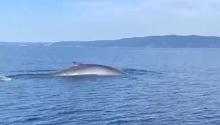 Kod Šolte snimljen kit