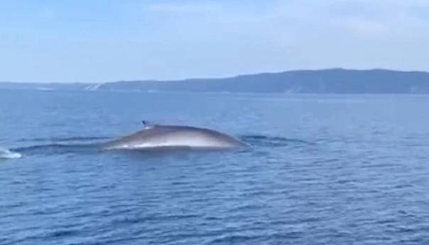 Kod Šolte snimljen kit