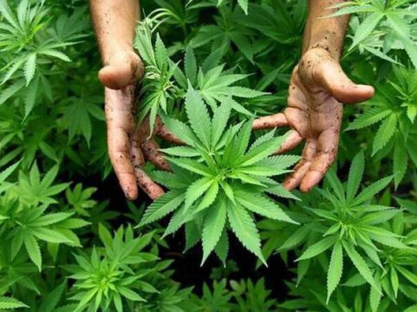 Kod Tomislavgrada pronađene nasade indijske konoplje