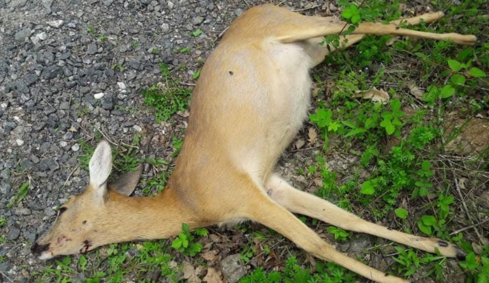 Kod Zvornika ubijena srna, u slučaj se uključio i tužilac