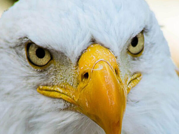 Koja životinja ima najbolji vid na svijetu?