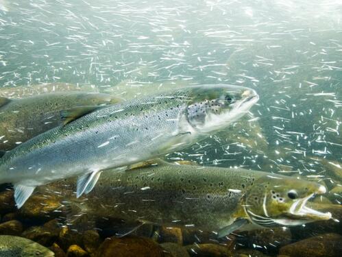 Kokain u vodama mijenja ponašanje lososa