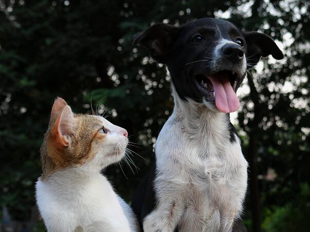 Kombi sa životinjama iz BiH imao udes u Italiji, iz njega pobjegle mačke i psi