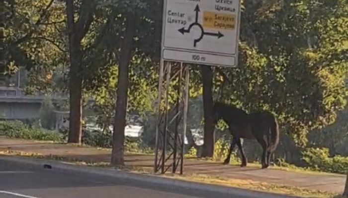 Video: Konj prošetao Zenicom