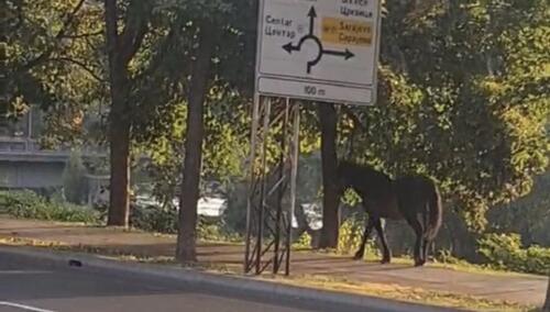 Video: Konj prošetao Zenicom