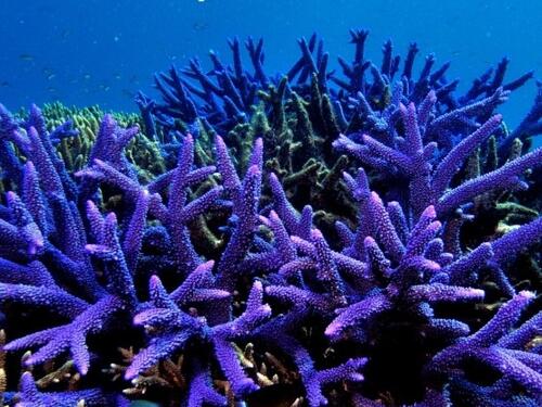 Koralji opet nestaju na Velikom grebenu Australije