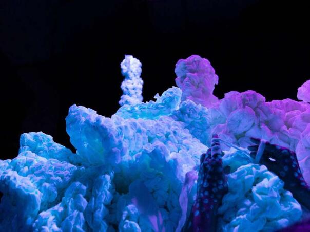 'Koralni greben. Regenerativni dizajn' od 5. oktobra u Sarajevu