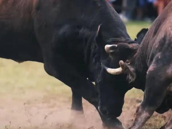 Korida u Donjem Vakufu okončana tragično: Muškarac preminuo nakon napada bika