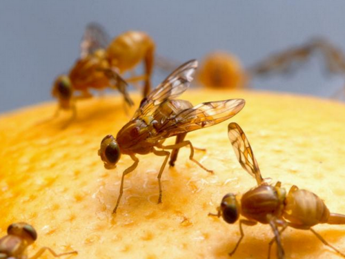 Koristan trik: Kako se riješiti dosadnih voćnih mušica