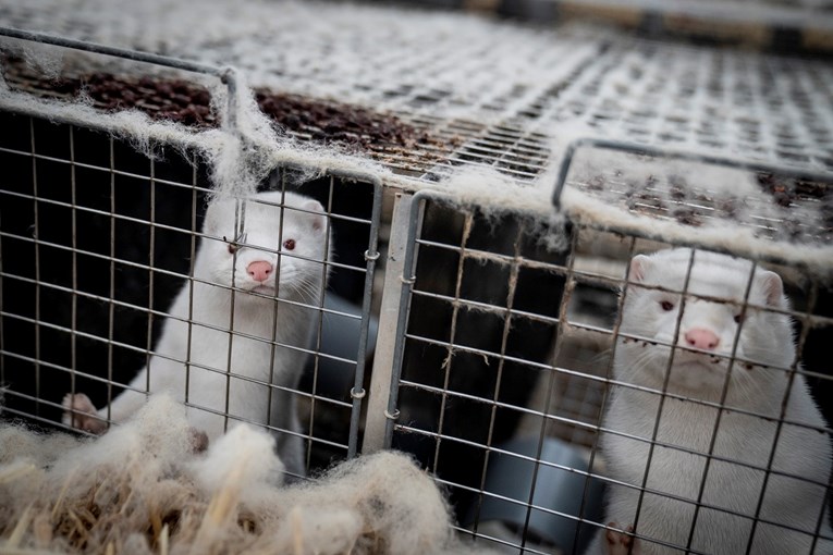 Koronavirus otkriven na farmu nerčeva u Francuskoj