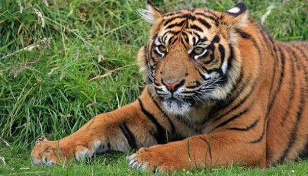 Koronavirusom zaražena i tigrica iz zoološkog vrta u New Yorku