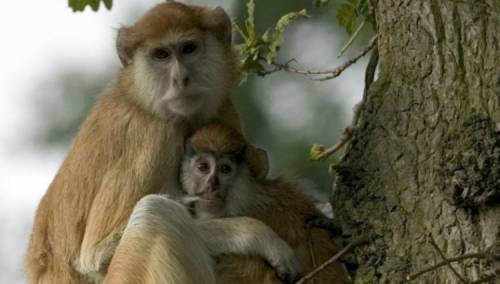 Koronavirusom zaražene gorile u zoološkom vrtu