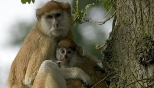 Koronavirusom zaražene gorile u zoološkom vrtu