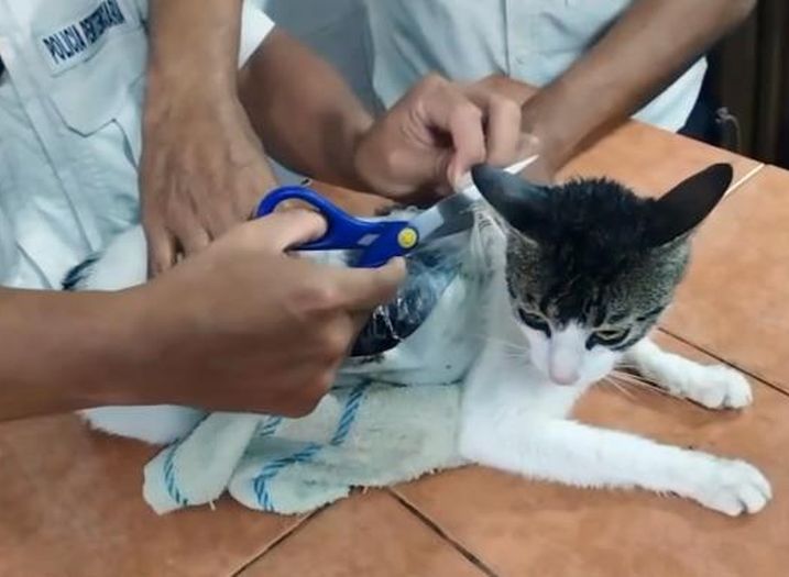 Kostarika: Dileri koristili mačku za dilanje droge u zatvor, uhvaćena je