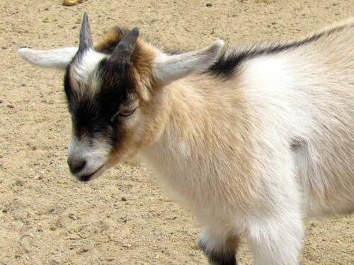 Koza ogrebala dijete u zološkom vrtu, roditelji zvali policiju