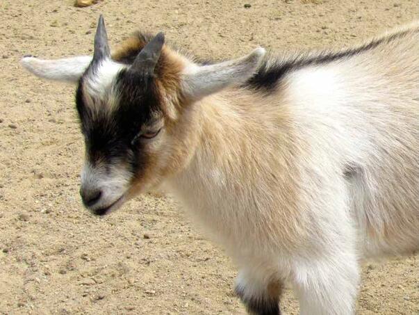 Koza ogrebala dijete u zološkom vrtu, roditelji zvali policiju