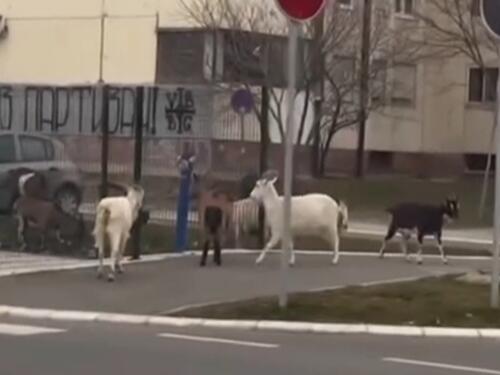 Koze prošetale Beogradom, prolaznici vadili mobitele