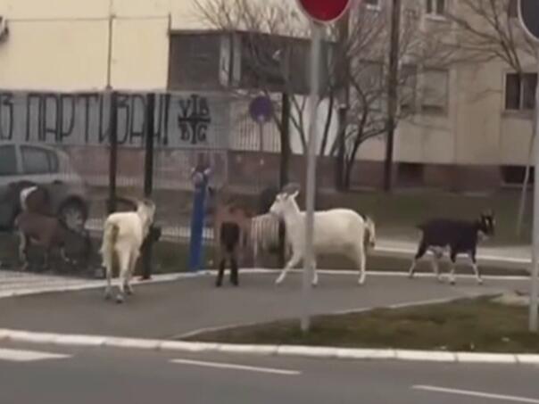 Koze prošetale Beogradom, prolaznici vadili mobitele