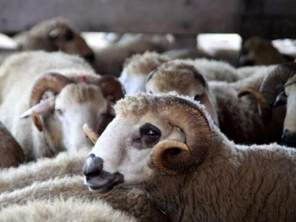 Kralj zabranio klanja kurbana u Maroku: Kriza stočnog fonda mijenja bajramske običaje