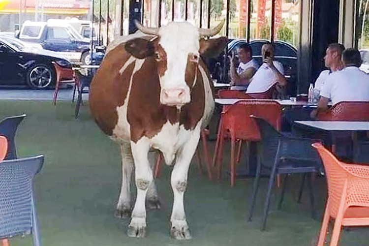 Krava ušetala u baštu kafića